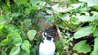 How to Use Peppermint Oil Spray in Your Garden Cucumbers amp Squash Wash Inspect Spray amp Recipe [upl. by Turro]