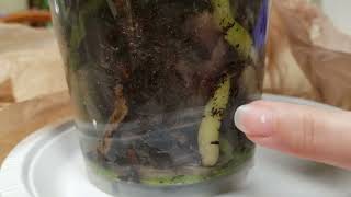 Watch me repot a Phalenopsis orchid in bark [upl. by Olds]