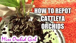 How to repot a Cattleya orchid [upl. by Neumark689]