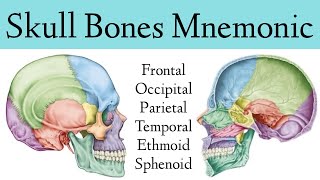 Skull Bone amp Suture MnemonicTrick Cranial Bone Anatomy Animation [upl. by Eisdnyl]