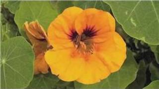 Gardening From Seeds  How to Plant Nasturtium Seeds [upl. by Aiuqet759]