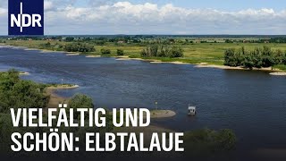 Elbtalaue erleben  vielfältig und schön  die nordstory  NDR [upl. by Yttig]