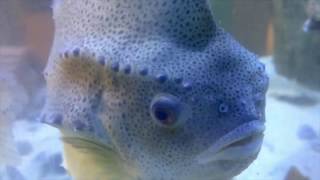 Lumpfish vs Sea Lice Cleanerfish to the rescue [upl. by Elaina]