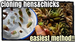 Cloning Hens And Chicks Succulent From Leaves [upl. by Noffets]