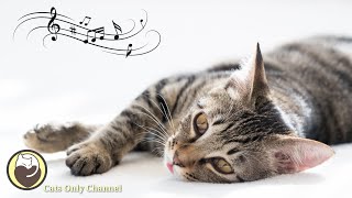 528Hz Healing Music for Cats with cat purring sounds  Relief of Stress and Anxiety [upl. by Fancie]