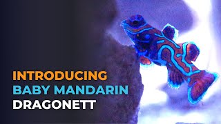 Introducing Captive Bred Baby Mandarin Dragonet and Feeding Challenges  Blue Reef Tank [upl. by Ahseiyn200]