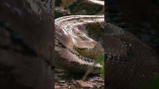 Huge 20’ Reticulated Python in Naples Florida [upl. by Cutter]