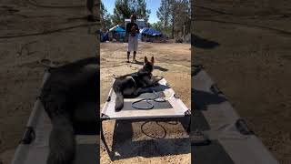 Dog Training germanshepherd dogtraining gsd homestead farm backyardchickens dog [upl. by Goldston]