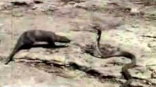 Mongoose Attacking an Asian Cobra Britannicacom [upl. by Ardnek]