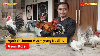 Cara Pemeliharaan Ayam Kate Ala Pakbos [upl. by Anaujik]