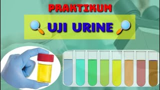 TES URINE  Praktikum Uji Urine [upl. by Nerehs]