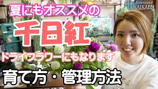 千日紅 夏にオススメの植物 暑さに強い 育て方・管理方法 ドライフラワーに出来る 花壇植え 寄せ植えOK【おうちでガーデニング】開花園チャンネル [upl. by Odanref]