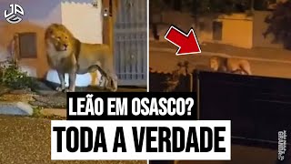 LEÃO EM OSASCO  TODA A VERDADE [upl. by Naud]