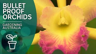 Top tips for orchid success  Indoor plants  Gardening Australia [upl. by Kial55]