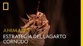 La extraña estrategia del lagarto cornudo  NATIONAL GEOGRAPHIC ESPAÑA [upl. by Ermine351]