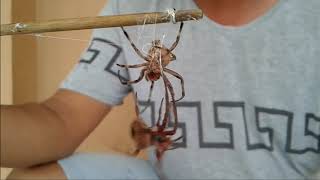 Spider Fight in the PHILIPPINES Intense Battle [upl. by Archer]