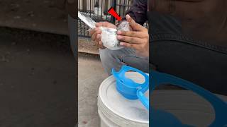 How to use a pigeon holder 🕊️✅  pigeon kalapati kabutar shorts [upl. by Ecinrev]