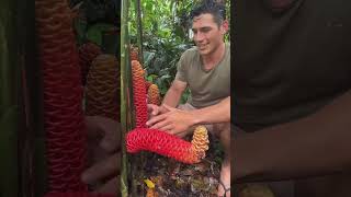 Beehive Ginger Facts About This Strange Plant [upl. by Demb]