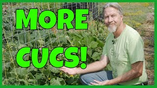 How to Grow MORE Cucumbers Expert Tips [upl. by Magdau398]