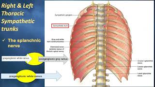 3 Mediastinum second part [upl. by Jaquelyn]