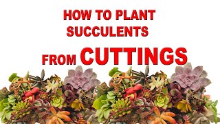 HOW TO PLANT SUCCULENTS FROM CUTTINGS [upl. by Dagny946]