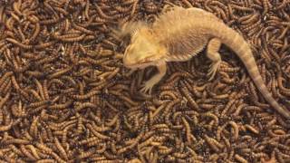 2000 Superworm unboxingBearded dragon feeding frenzy [upl. by Truscott]