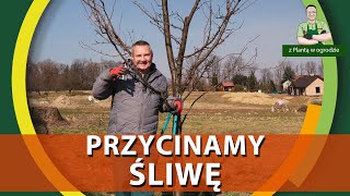 Jak przycinać śliwę  Z PLANTĄ W OGRODZIE [upl. by Sanderson]