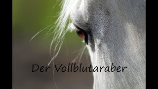 Dokumentarfilm quotder Vollblutaraberquot  Lukas Feil [upl. by Nannerb]