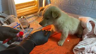 Cruelty Exposed Two Puppies Abandoned and Near Death – Watch the Rescue Teams Incredible Rescue [upl. by Nimaynib]