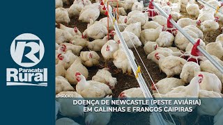 DOENÇA DE NEWCASTLE peste aviária em Galinhas e Frangos Caipiras [upl. by Letitia]