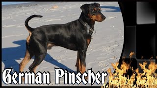 Deutscher Pinscher  Der kleinere Dobermann [upl. by Schick]