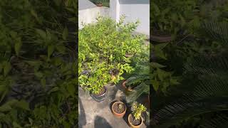 Rooftop garden garden nature music love arabic green rooftop bonsai [upl. by Fariss933]