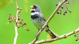 Coleiro cristalino cantando grego na natureza um espetáculo de voz e bitola [upl. by Kcirdor789]