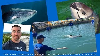 Mexican Vaquita Dolphin Endangered and on the brink of extinction [upl. by Garda990]