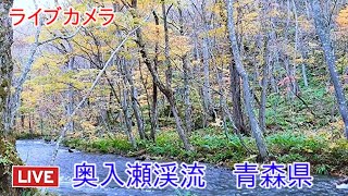 ライブカメラ 奥入瀬渓流② 青森県 Live camera Oirase Gorge Aomori Prefecture [upl. by Myra]