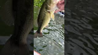 Bass on the Ned rig fishing nedrig [upl. by Sanalda429]