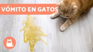 ¿Por qué mi GATO VOMITA  8 CAUSAS más comunes [upl. by Kaiser]