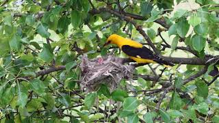 Golden Oriole Oriolus oriolus [upl. by Ailido552]