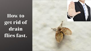 How to get rid of drain flies fast [upl. by Chrisse]