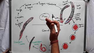 Ancylostoma duodenale hookworm life cycle and pathogenesis in hindi [upl. by Aborn]