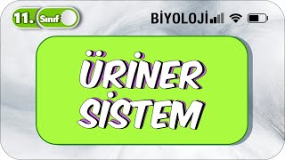 11 Sınıf Biyoloji Üriner Sistem TEK VİDEODA KONU ANLATIMI ✍️ [upl. by Nnyltiak569]