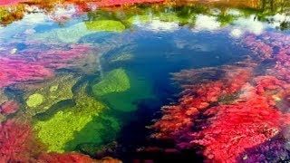 Caño Cristales el río de los 5 colores  Colombia [upl. by Buxton]