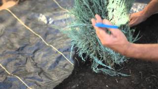 How to Apply Landscape Fabric Around Shrubs  How to Care for Shrubs [upl. by Anitra]