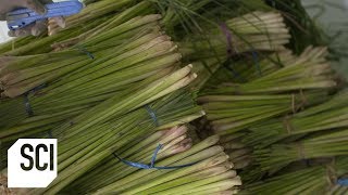 Lemongrass Oil  How Its Made [upl. by Inoliel]