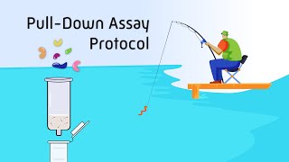 PullDown Assay Protocol [upl. by Bernita]