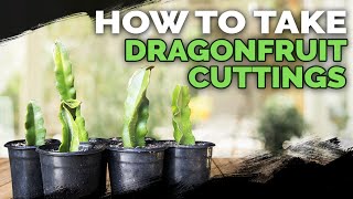 How to Take Dragonfruit Cuttings ✂️🐉 [upl. by Crist547]