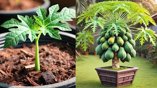 how to grow papaya in pots at home  How to papaya air layering at home [upl. by Edeline210]