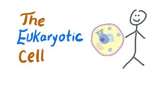 The Eukaryotic Cells  Biology MCAT [upl. by Aicittel]