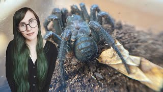 BLACK camel spider scary huntsmen TRAPDOOR amp MORE  UNBOXING [upl. by Amber]