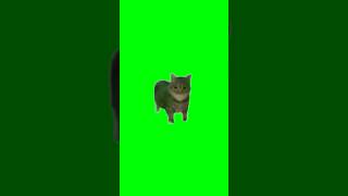 Green Screen Spinning Cat Meme [upl. by Ylirama957]